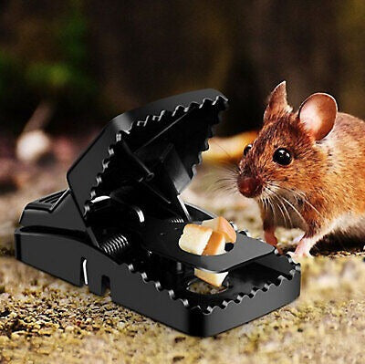 Mouse Trap